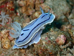 Chromodoris willani