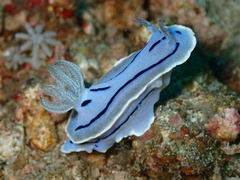 Chromodoris willani