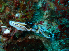 Doriprismatica atromarginata