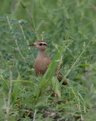 Cursorius temminckii