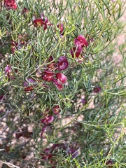 Dodonaea stenozyga