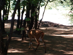 Tragelaphus sylvaticus sylvaticus
