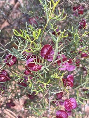 Dodonaea stenozyga