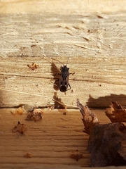 Rhyparochromus