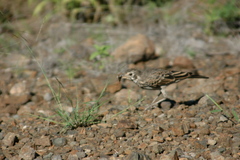 Pinarocorys nigricans