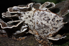 Datronia mollis