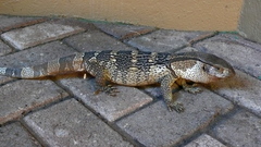 Varanus albigularis albigularis