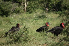 Bucorvus leadbeateri