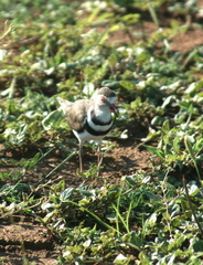 Charadrius tricollaris
