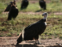 Necrosyrtes monachus