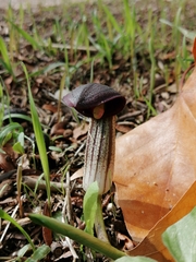 Arisarum simorrhinum