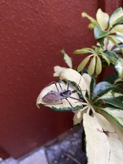 Arilus cristatus