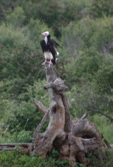 Trigonoceps occipitalis