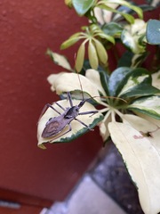 Arilus cristatus