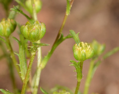 Brachyscome perpusilla