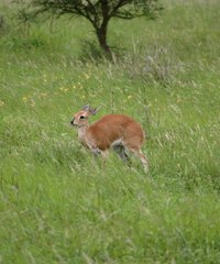 Raphicerus campestris campestris