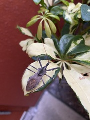 Arilus cristatus