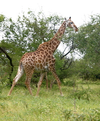 Giraffa camelopardalis giraffa