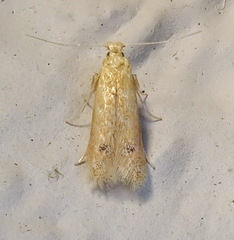Tischeria quercitella