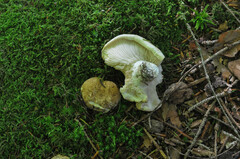 Tricholoma apium