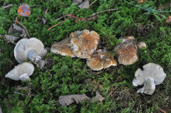 Tricholoma apium