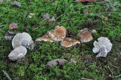 Tricholoma apium