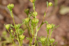 Brachyscome perpusilla