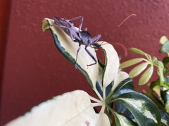 Arilus cristatus