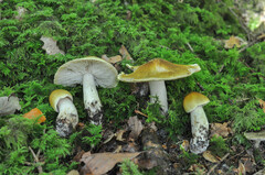 Tricholoma arvernense