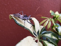 Arilus cristatus