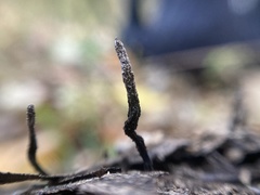 Xylaria