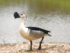 Sarkidiornis melanotos