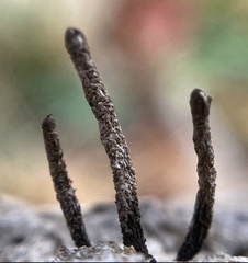 Xylaria