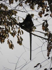 Trachypithecus cristatus