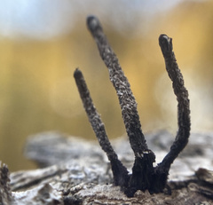 Xylaria