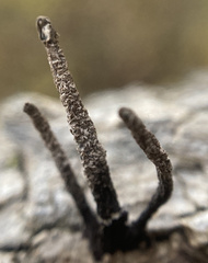 Xylaria