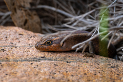 Liopholis personata