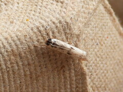 Microcrambus minor