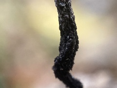 Xylaria
