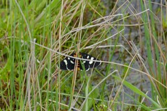 Phalaenoides tristifica