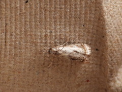 Microcrambus