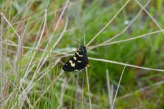 Phalaenoides tristifica