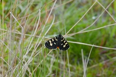 Phalaenoides tristifica