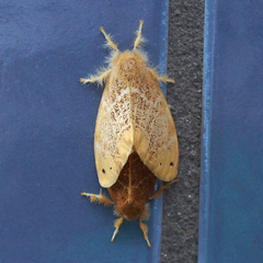 Arna pseudoconspersa