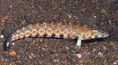 Parapercis millepunctata