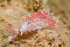 Coryphella