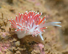 Coryphella