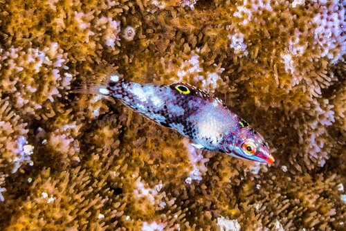 Checkerboard Wrasse, Marsa 'Alam, Al Bahr al Ahmar, Egypt, photo 8 of 10