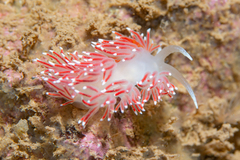 Coryphella