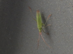 Trigonotylus